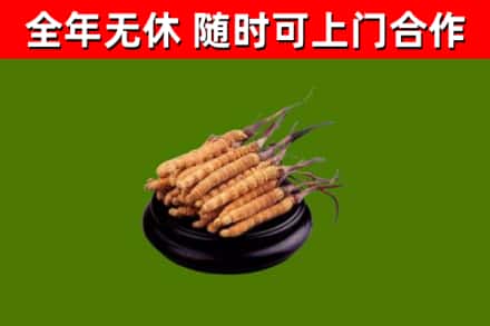 隆昌市回收散虫草
