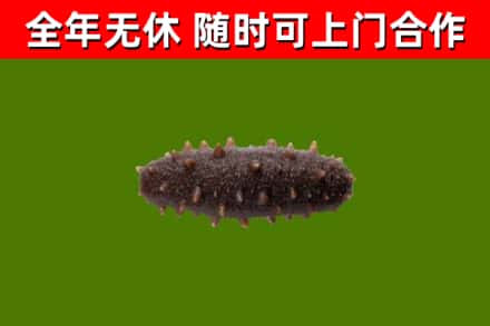 隆昌市回收海参干
